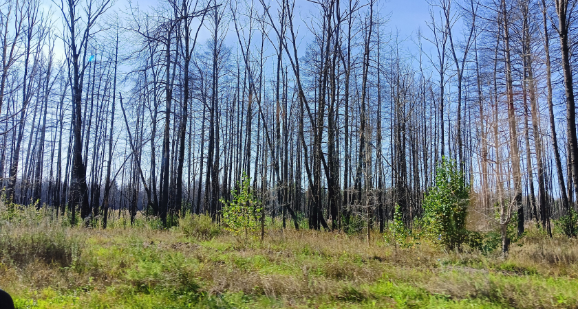«Душа болит, и сердце плачет!»: курганцы просят остановить безжалостную вырубку соснового бора у СТ «Малиновка-8» 