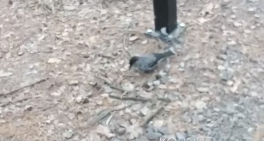 «В наших краях это очень редкое явление»: жители Кургана заметили кедровку