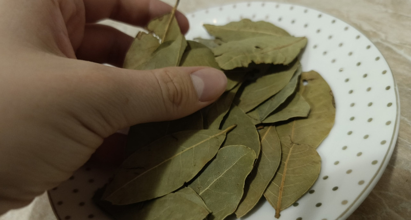 Пару листиков лаврушки в банку — и жучки не влезут: дедовский метод спасает здоровье и бюджет