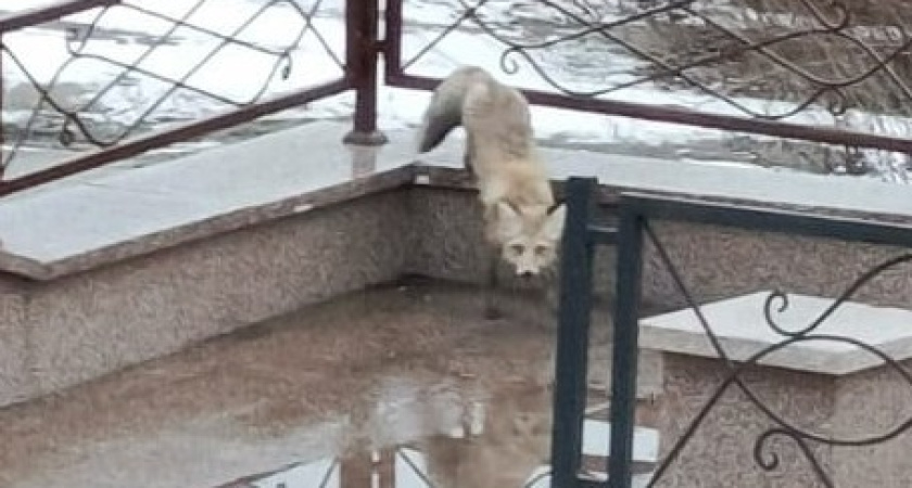"Будто из народных сказок": лису заметили в самом центре Кургана