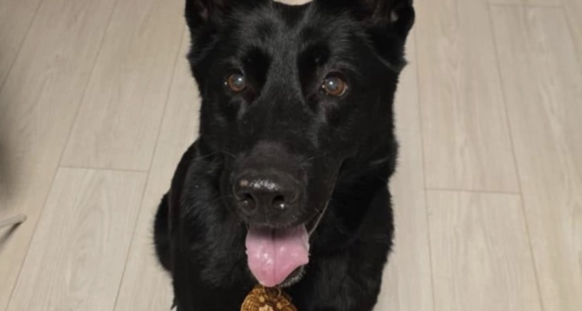Полицейскую овчарку по кличке Баста в добрые руки взяла семья из Кургана