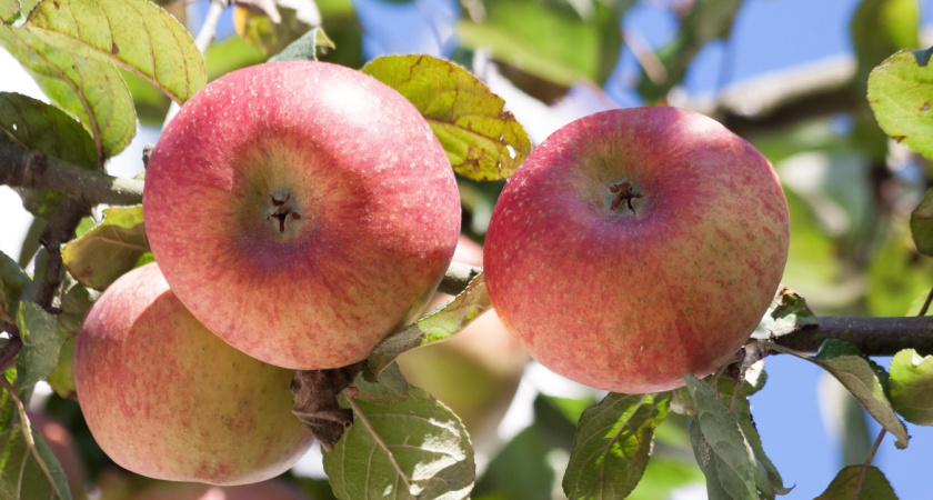 Под зиму кладу под каждую яблоню 1 таблетку: о парше забываю на пять лет - яблочный урожай собираем корзинами