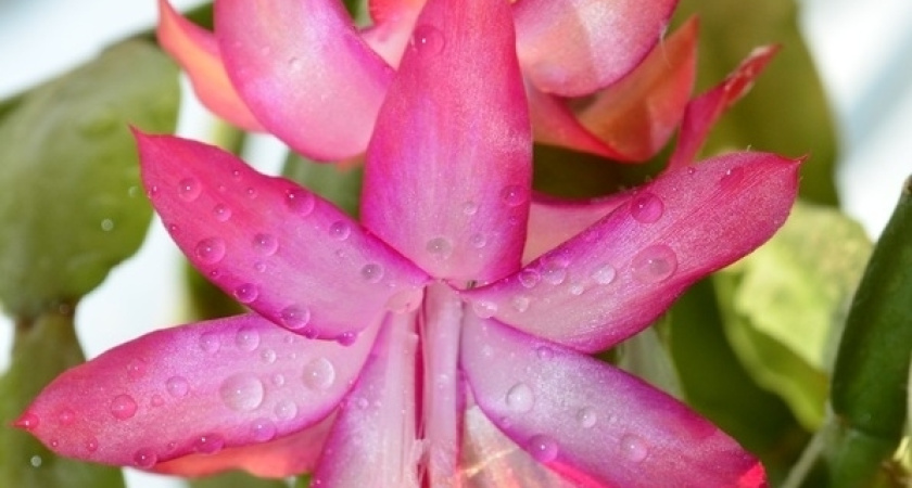 Отказался в ноябре от 1 подкормки декабриста: цветок забыл о зеленой массе и со всех силы отдал на цветение