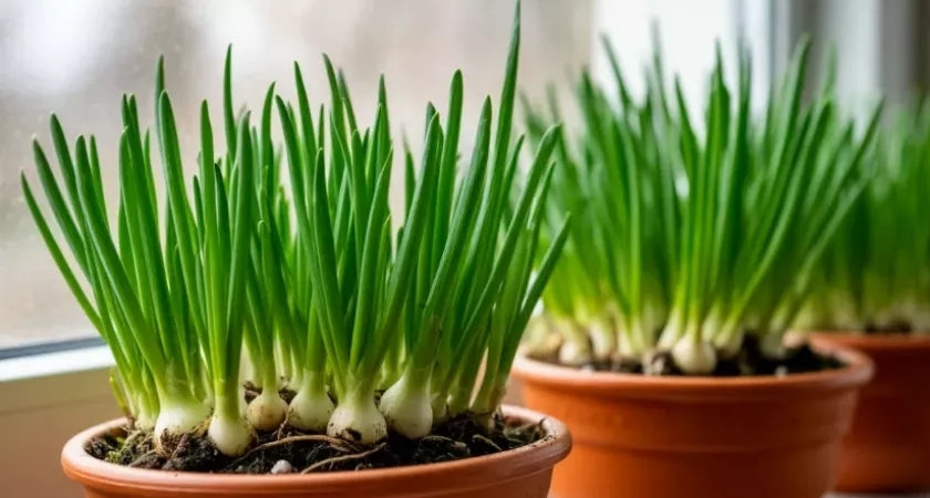 Получаю зеленый лук к новогоднему столу дома: узнала 2 способа вырастить зелень за 6 дней - сочные перья не остановить