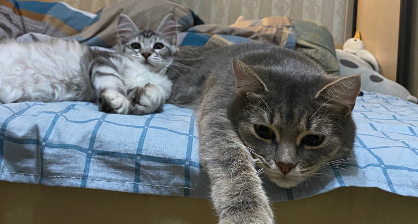 Сколько лет максимально могут прожить кошки при хорошем домашнем уходе - ветеринары дали однозначный ответ