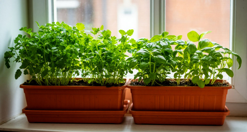 Зимой по даче не скучаю: придумал кухонный "огород" без досветки и собираю урожай с ноября по март- 6 культур растут даже "в темноте"