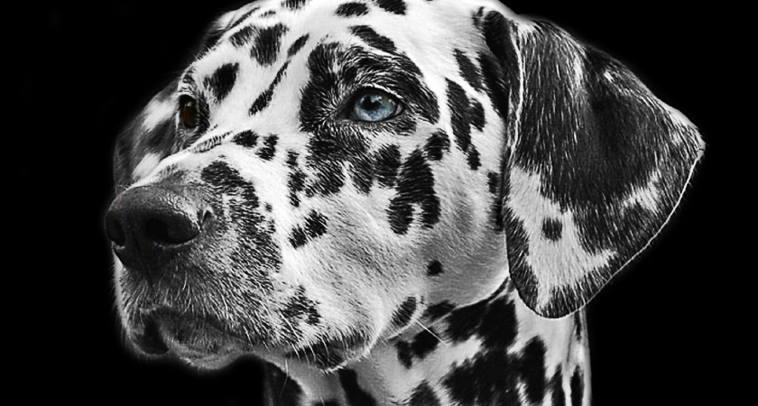 Блещут умом и характером: зоопсихологи назвали 6 пород самых умных собак - рейтинг оказался неожиданным