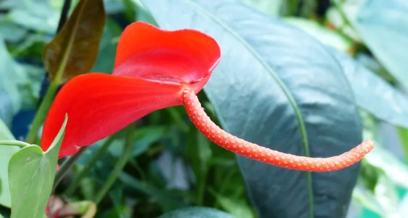 В ноябре спатифиллуму — как воздух: 2 г в воду и тьма цветоносов лезет без остановки всю зиму 