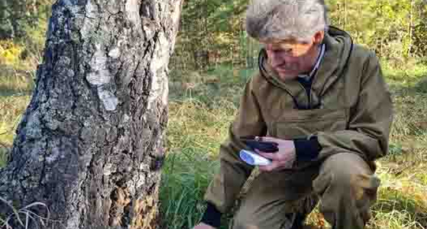 В Курганской области зафиксирована вспышка численности непарного шелкопряда