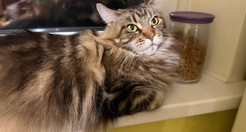 Титаны кошачьего мира: зоопсихологи озвучили 10 сильнейших пород кошек - легко дадут фору даже небольшой собаке 