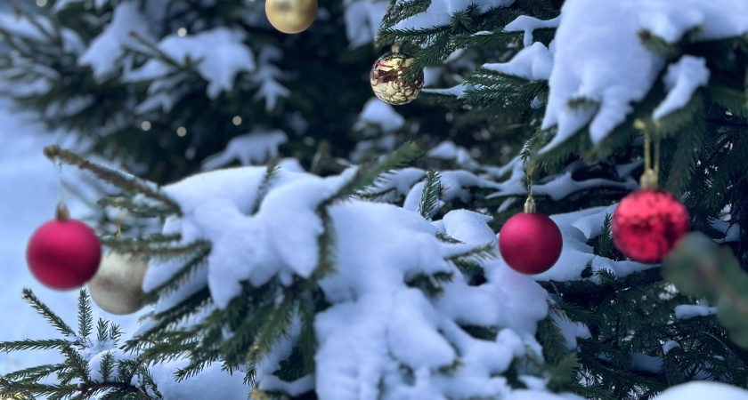 На центральной площади Кургана началась установка новогодней ёлки