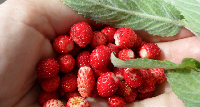 Выращиваю землянику в 5-литровых банках на подоконнике: узнала 5 "домашних" сортов и нужный грунт - сочные ягоды каждый день в тарелке