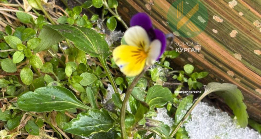 "Аномальная жара": в Кургане из-за неестественного тепла расцвели анютины глазки