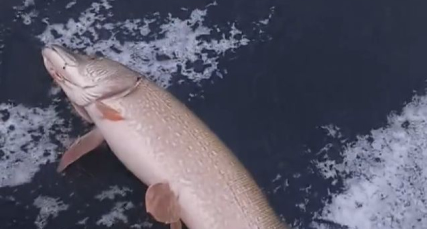 "Курганский мегалодон": рыбак поймал гигантскую щуку в Кетовском округе