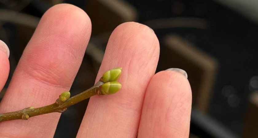 "Погода сошла с ума?": в Кургане цветут цветы и растёт сельдерей, а температура бьёт все рекорды