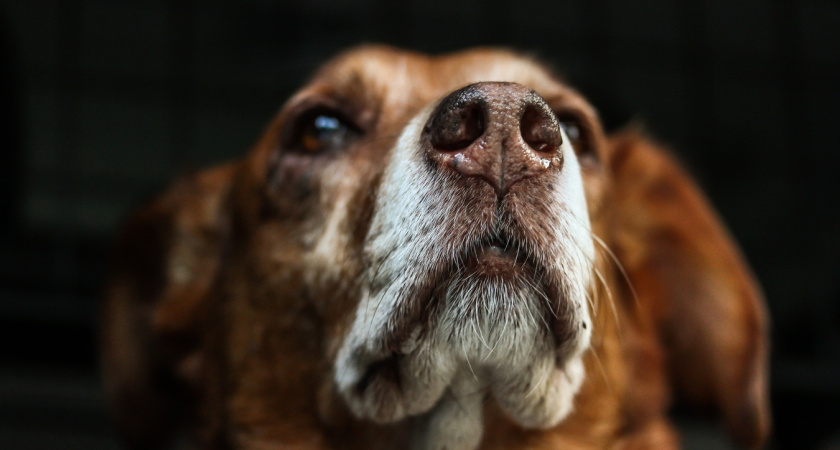 Только не уходи: сколько живут собаки разных пород - рейтинг живучести самых популярных пород