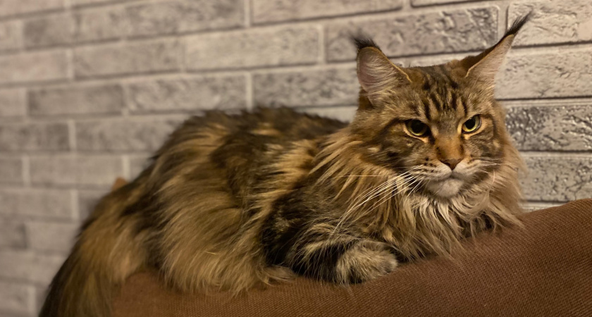 10 простых жестов, которым кошки подчиняются беспрекословно: проверьте на своих питомцах - мгновенный эффект