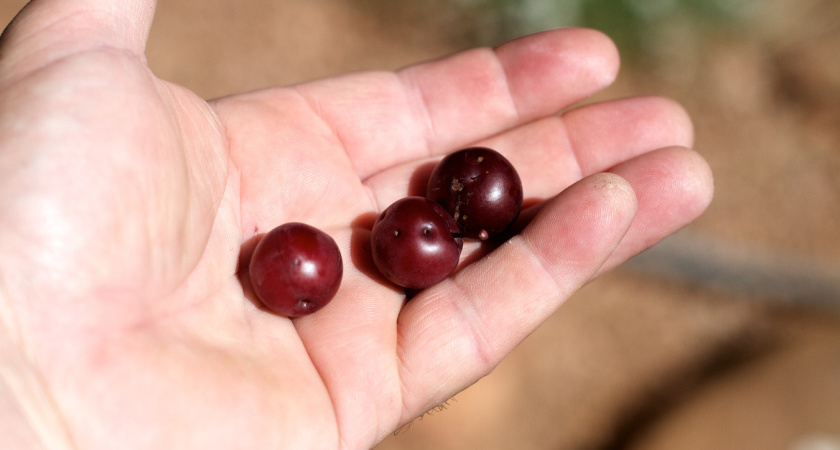 Выращиваю комнатную сливу на любом подоконнике, кроме северного: сочные и сладкие плоды - хоть на джемы, хоть на компот 