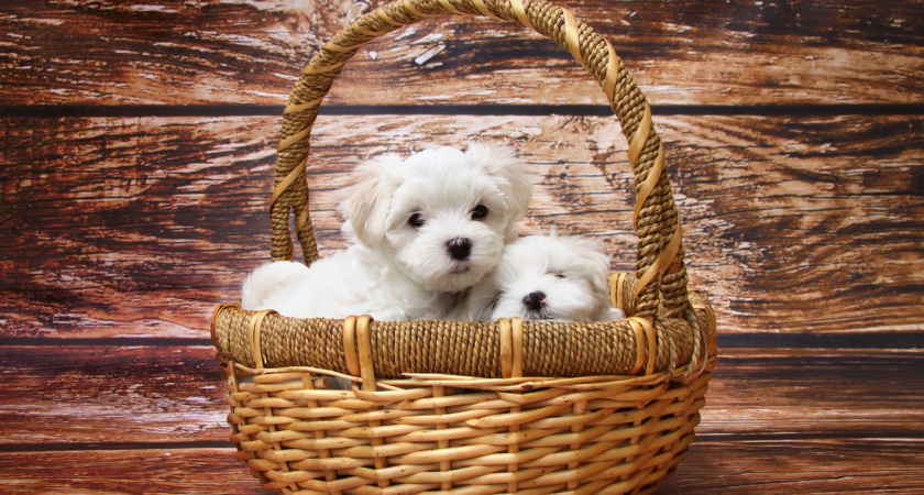 Размер имеет значение: почему маленькие собаки живут намного дольше больших - учёные назвали вескую причину 