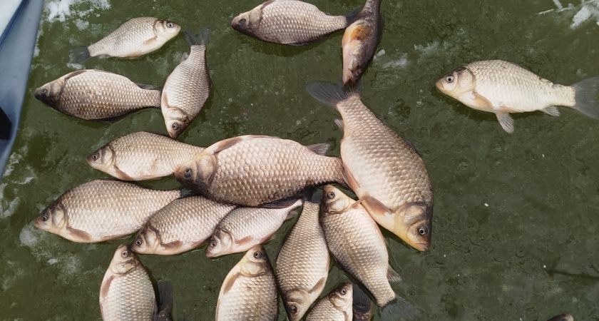 "Это просто Клондайк для рыбаков": где в Кургане богатый улов?