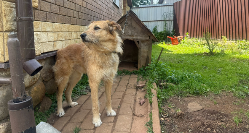 Сколько живут собаки разных пород: ответ ветеринара