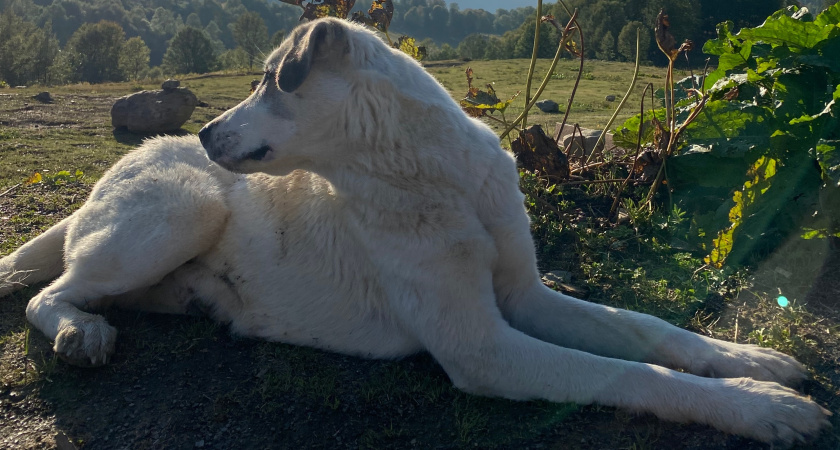 7 вещей, которые пожилая собака хотела бы сказать хозяину: четкие сигналы тем, кто умеет их "читать"