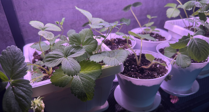 Добавьте одну ложку этого средства в банку с водой: комнатные цветы мгновенно пустятся в цветение