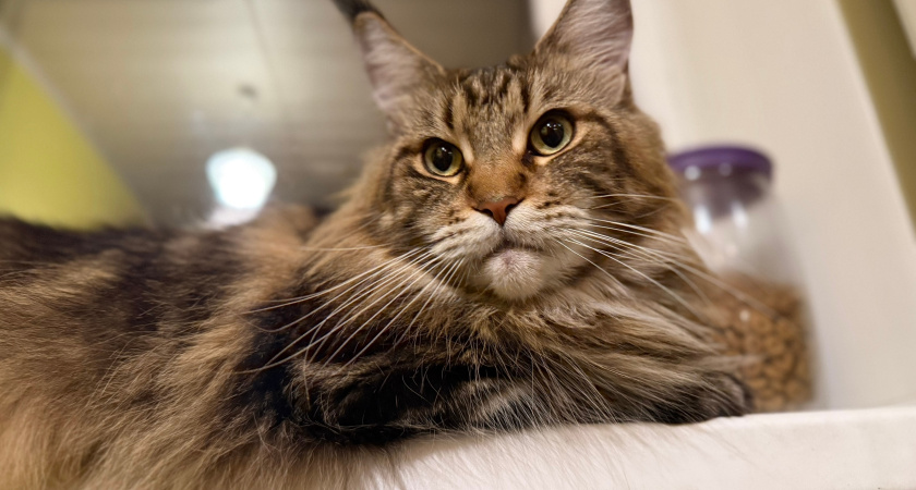 Сколько лет живут кошки при хорошем уходе: ответ ветеринара