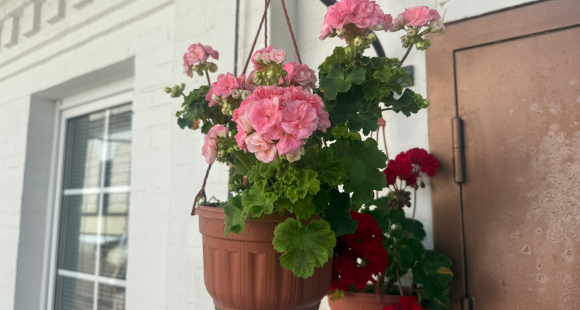 25 капель — и герань зимой больше не лысеет: проверил 3 подкормки и обомлел от результатов - нервы и деньги впустую не трачу 