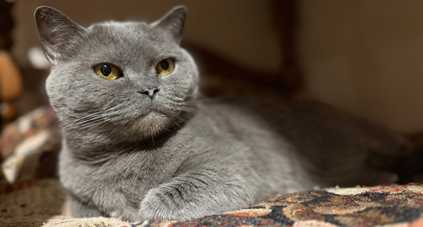 Сколько живут кошки без еды и воды: эти цифры должен знать каждый хозяин