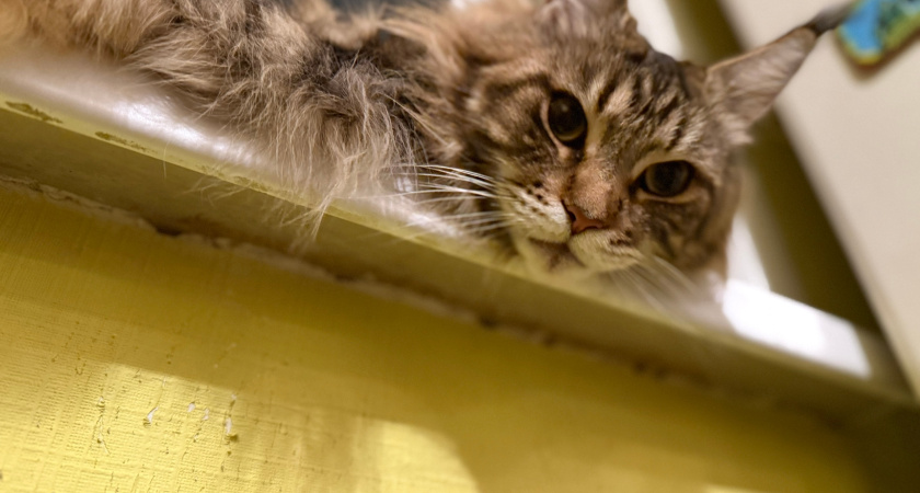Кошка станет пить больше воды: пять лайфхаков для хозяев