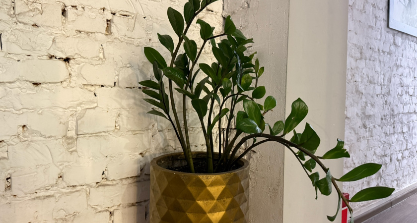 Лью почти кипяток на корни цветов зимой: эти 8 горшков показали контраст - откачал даже капризный фикус