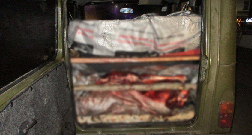 Тушу мёртвого лося обнаружили полицейские в автомобиле жителя Кургана