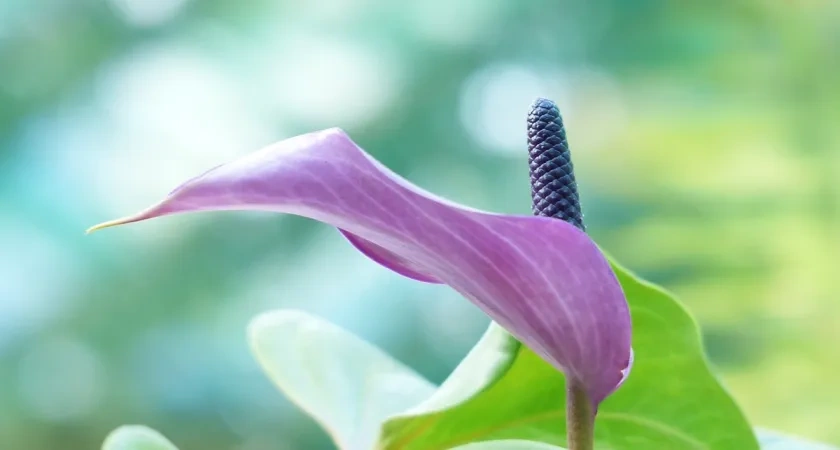 Поливаю раствором 1:2 – и спатифиллум мгновенно краше букета невесты: стоит цветочной шапкой и листья как зеленый бархат