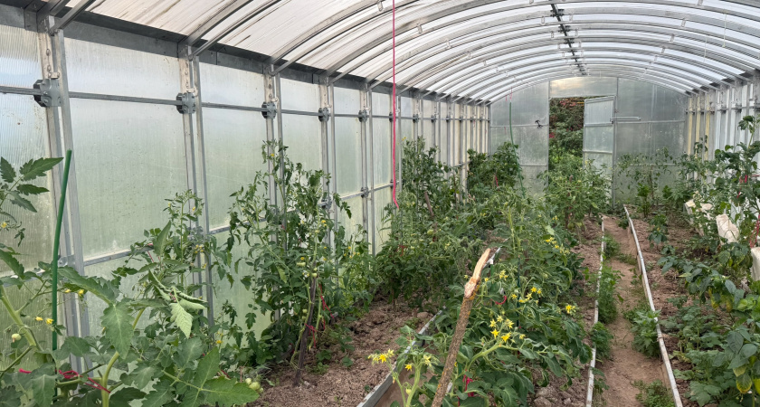 Узнал, как китайцы строят теплые теплицы и соорудил такую же: второй год не нарадуюсь - внутри как летом, даже при -50 С