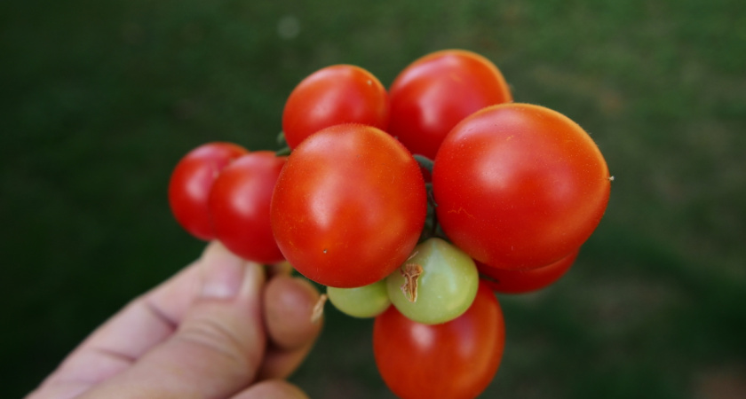 Сделал на подоконнике "грядку" для помидоров-черри: смешал 3 средства для легкости грунта - и собираю урожай к новогодним праздникам