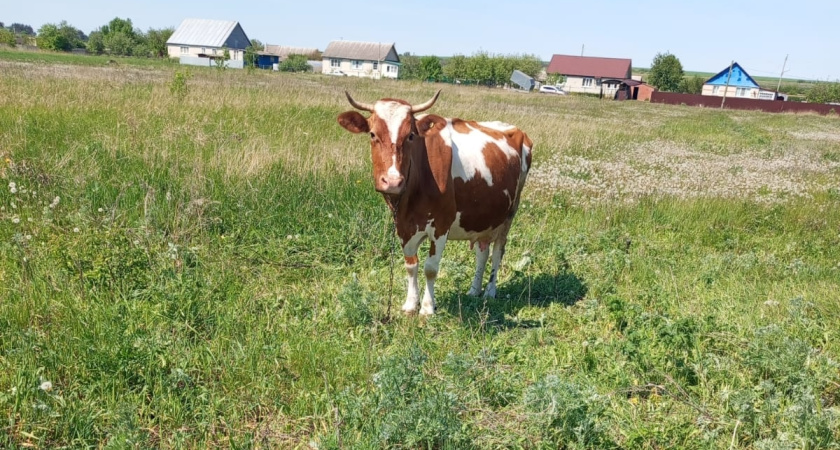 В Курганской области ввели карантин из-за бешенства