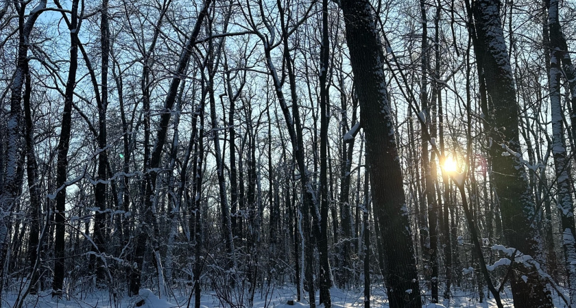 В Зауралье контролируют численность волков 