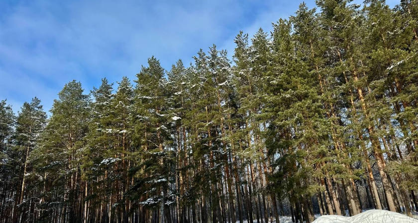 Курганская область стала рекордсменом по количеству косуль
