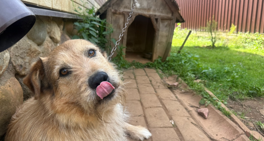 Поставлена точка в вопросе кто умнее - дворняжка или породистая собака: ответ зоопсихологов удивит многих владельцев