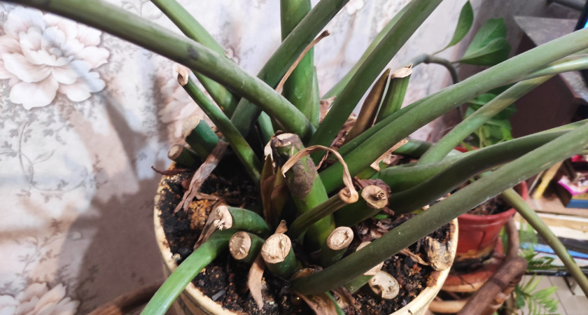 Делаю из кефира чудо-подкормку: 500 мл под корень - рассада растет крепкой, и даже герань в цвету 9 месяцев в году