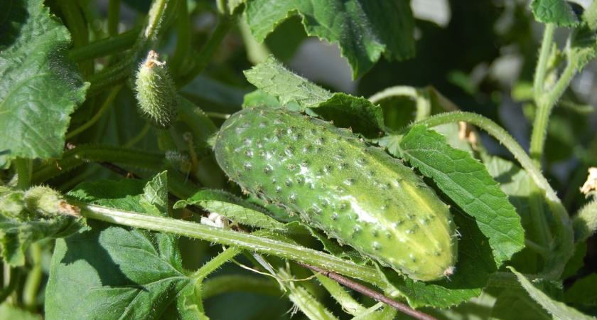 Выращиваю ранние огурцы в простой сетке за 150 рублей: 3 куста кормят всю семью уже  с конца мая - моя фермерская разработка 