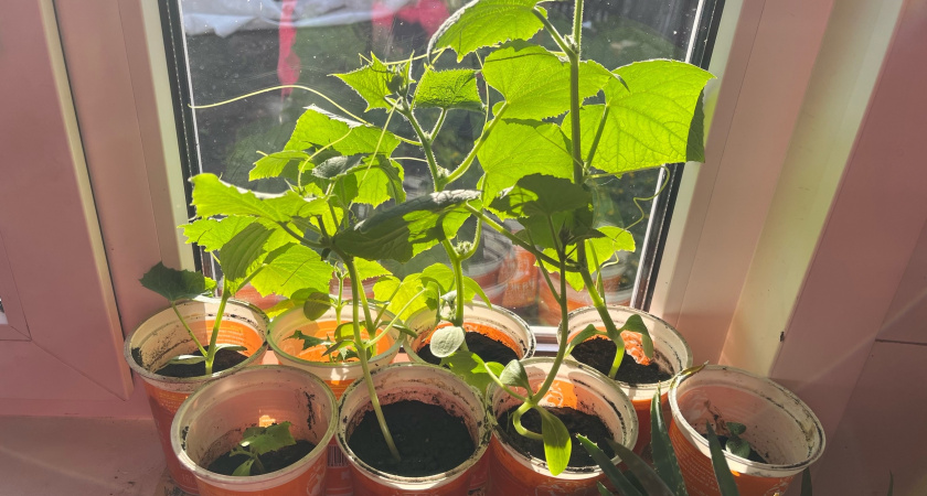 Нарезал самодельные стаканчики из 6 видов тары: поднял всхожесть рассады на 90% - все дело в волшебных "горшочках"