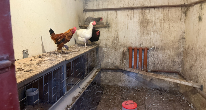 Куры не замёрзнут зимой: строим правильный курятник