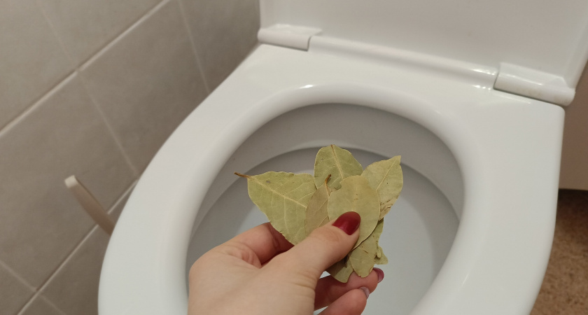 Бросайте лавровый лист в унитаз перед выходом из дома: результат удивит - делюсь интересным советом от знакомой и своим опытом