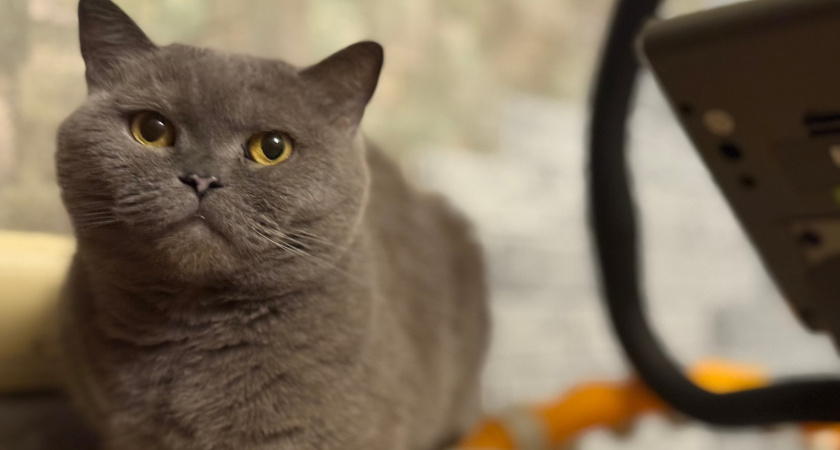 Лоток в комнате – это нормально? Зоопсихологи рассказали, где должен стоять кошачий туалет - так питомцу намного спокойнее 