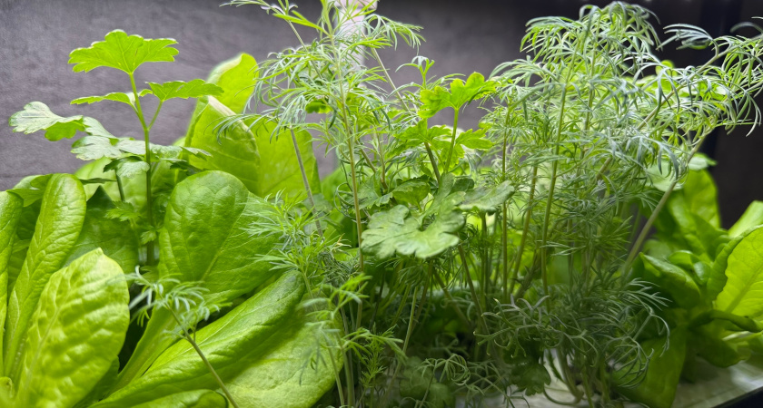 Свежая зелень не переводится круглый год: вот что выращиваю в стакане воды на подоконнике - мои зимние витаминные грядки