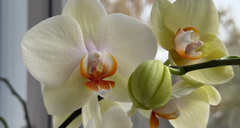 Зимой цветы поливаю не только водой: готовлю специальный «коктейль жизни» -  бутоны усыпали зеленую "гриву" цветов 