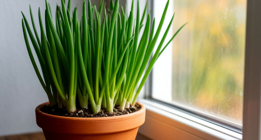 Зимой по даче не скучаю: выращиваю густой зимний лук в одном горшке - для всех блюд полезная добавка 