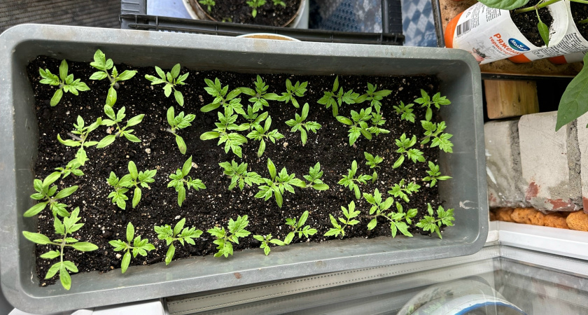 Выращиваю томаты на подоконнике круглый год: снимаю щедрый урожай без фитоламп даже зимой - все фишка в специальных сортах 